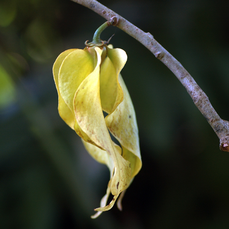 ปาหนันช้าง  Goniothalamas giganteus Hook.f. & Thomson<br/>ANNONACEAE