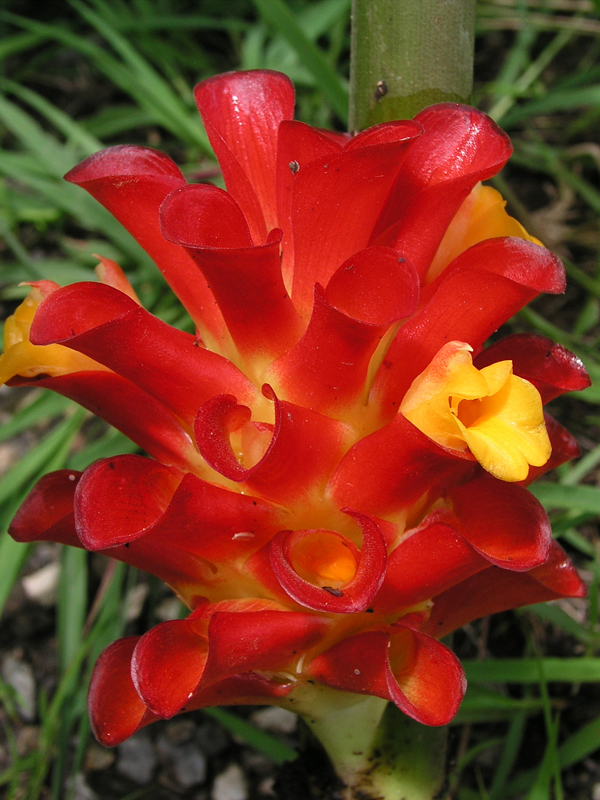 ว่านงูเห่า Curcuma rubrobracteata Skornick   <br/>ZINGIBERACEAE