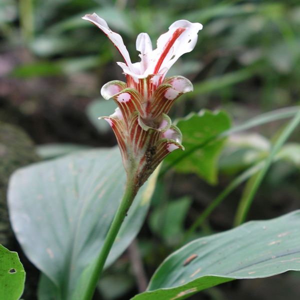 กระเจียวบัวลาย Curcuma rhadota Sirirugsa & M.F. Newman <br/>ZINGIBERACEAE