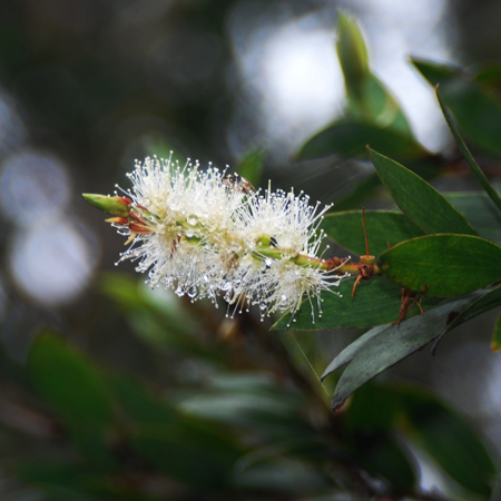 เสม็ดขาว Melaleuca quinquenervia (Cav.) S.T. Blake<br/>Myrtaceae 