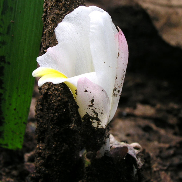 กระเจียวขาว Curcuma singularis Gagnep.<br/>ZINGIBERACEAE