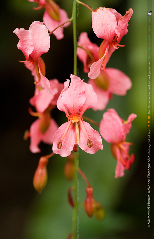 สร้อยสยาม Bauhinia siamensis K. & S. S. Larsen<br/>FABACEAE (LEGUMINOSAE-CAESALPINIOIDEAE)