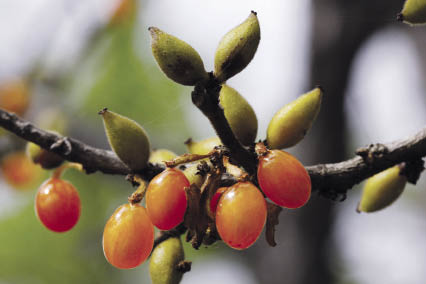 โลด Aporosa villosa (Wall. ex Lindl.) Baill.<br/>EUPHORBIACEAE