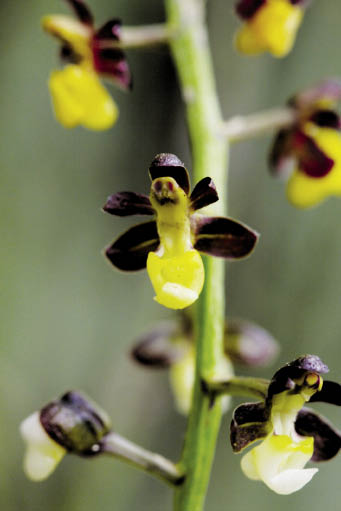 ก้างปลา Cleisostoma fuerstenbergianum F.Kränzl.<br/>ORCHIDACEAE