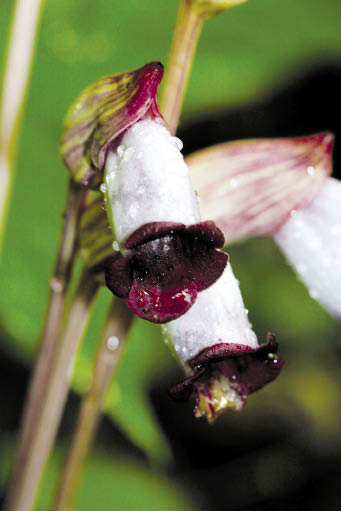 ดอกดินแดง Aeginetia indica Roxb.<br/>ORCHIDACEAE