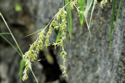 หญ้าพริกพราน Apluda mutica L.<br/>POACEAE (GRAMINEAE)