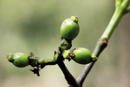 เฉียงพร้านางแอ Carallia brachiata (Lour.) Merr.<br/>RHIZOPHORACEAE