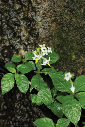 ประดับหินอัสสัม Argostemma khasianum C.B.Clarke<br/>RUBIACEAE