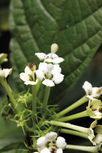 เข็มดอย Duperrea pavettifolia Pit.<br/>RUBIACEAE