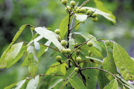 ลำไยป่า Dimocarpus longan Lour.<br/>SAPINDACEAE