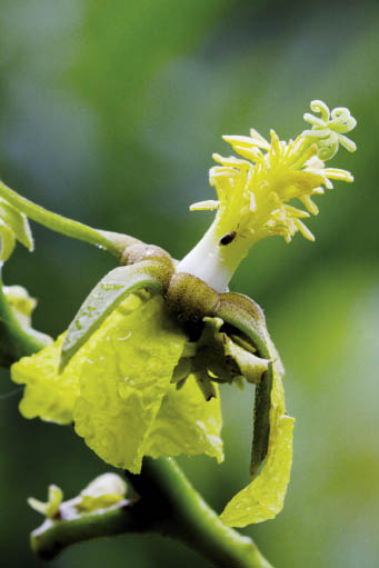 ปอเลียงฝ้าย Eriolaena candollei Wall.<br/>STERCULIACEAE