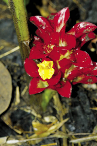 ว่านงูเห่า Curcuma rubrobracteata Škornick., M.Sabu & Prasanthk.<br/>ZINGIBERACEAE