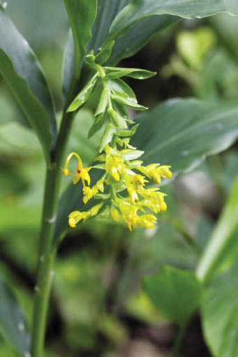 กระทือลิง Globba schomburgkii Hook.f.<br/>ZINGIBERACEAE