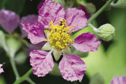 อินทนิลน้ำ Lagerstroemia speciosa (L.) Pers.<br/>LYTHRACEAE