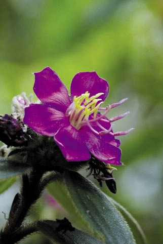 โคลงเคลง Melastoma malabathricum L.<br/>MELASTOMATACEAE