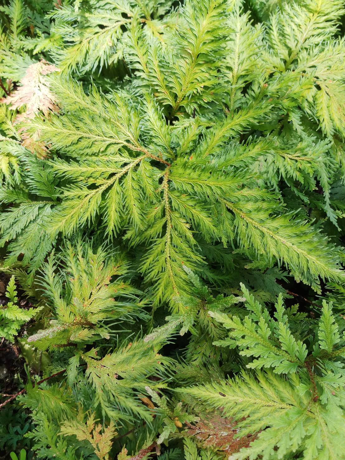 กนกนารีฟิลิปปินส์ Selaginella ornata (Hook. & Grev.) Spring<br/>Selaginellaceae