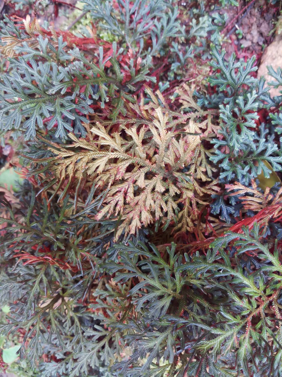 กนกนารีแดง Selaginella erythropus (Mart.) Spring  <br/>SELAGINELLACEAE