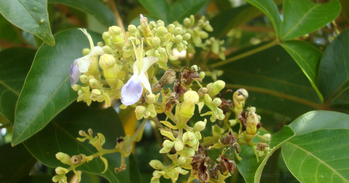 กาสามปีก  Vitex pinnata L. <br/>LAMIACEAE 