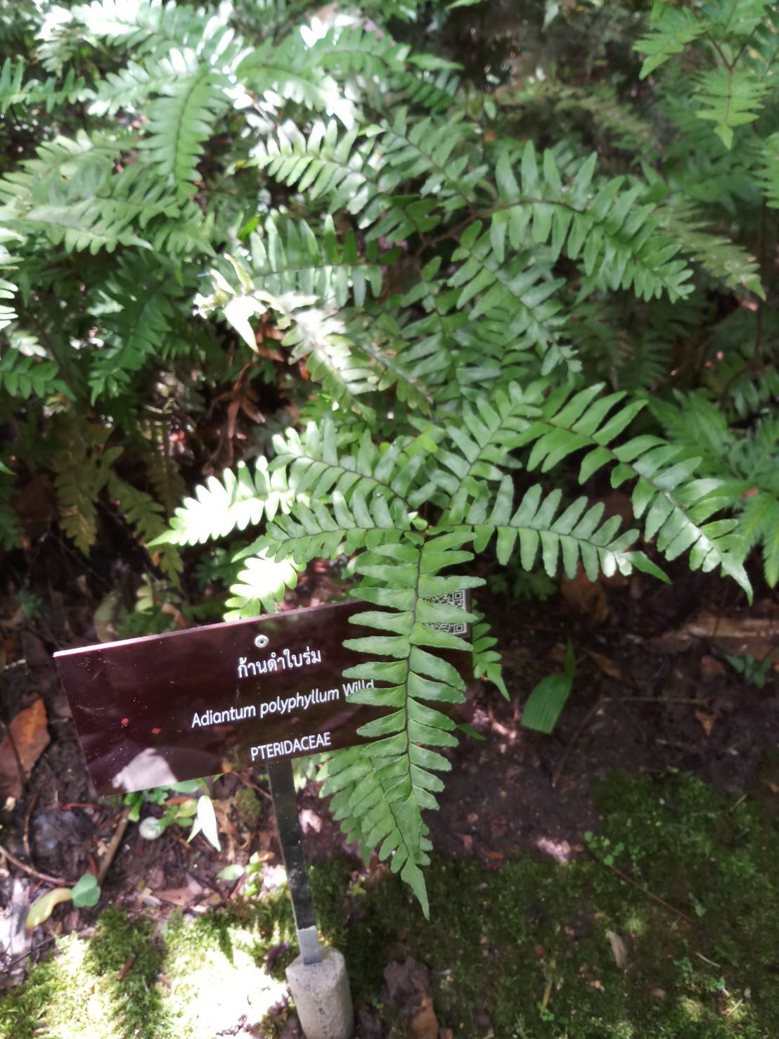 ก้านดำใบร่ม	 Adiantum polyphyllum Willd. <br/>Pteridaceae