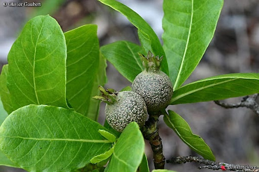 คำมอกน้อย	 Gardenia obtusifolia Roxb. ex Hook.f.<br/>RUBIACEAE