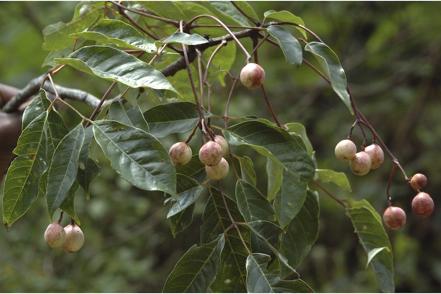 ดกแดง   Heynea trijuga Roxb. ex.Sims. <br/>MELIACEAE 