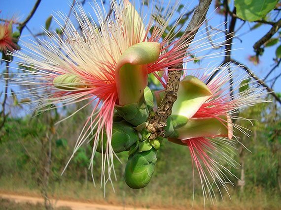 กระโดน Careya arborea Roxb.<br/>Lecythidaceae