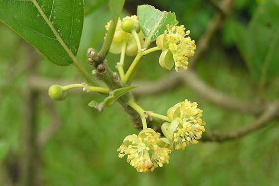 หมี่เหม็น Litsea glutinosa (Lour.) C.B.Rob.<br/>Lauraceae