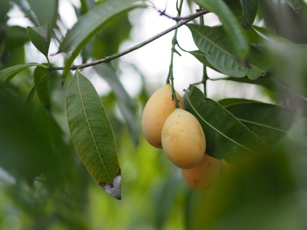 มะปราง Bouea macrophylla Griff.<br/>Anacardiaceae