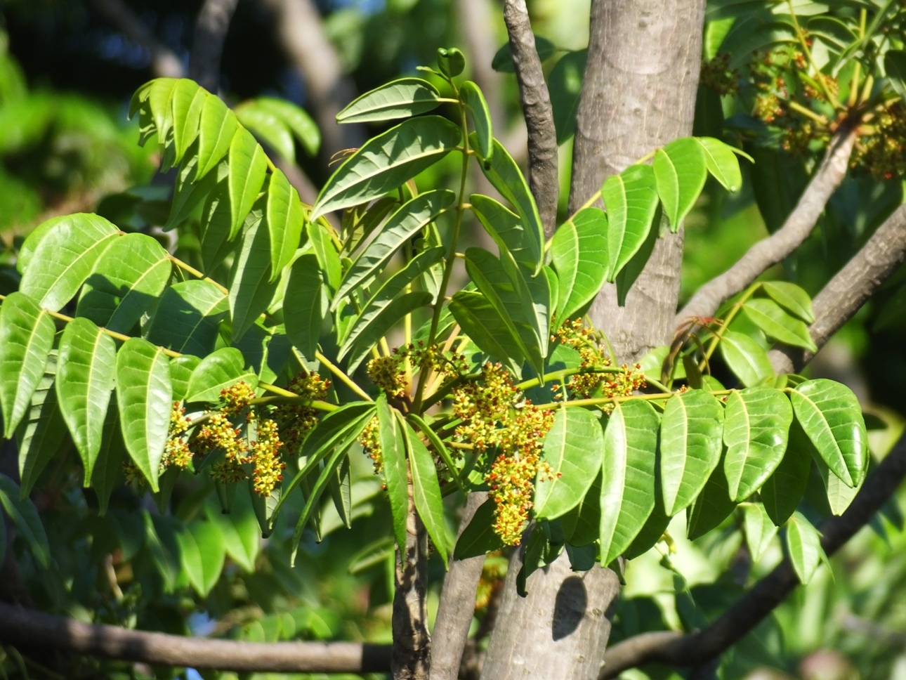 ยมผา	 Ailanthus triphysa (Dennst.)Alston<br/>SIMAROUBACEAE