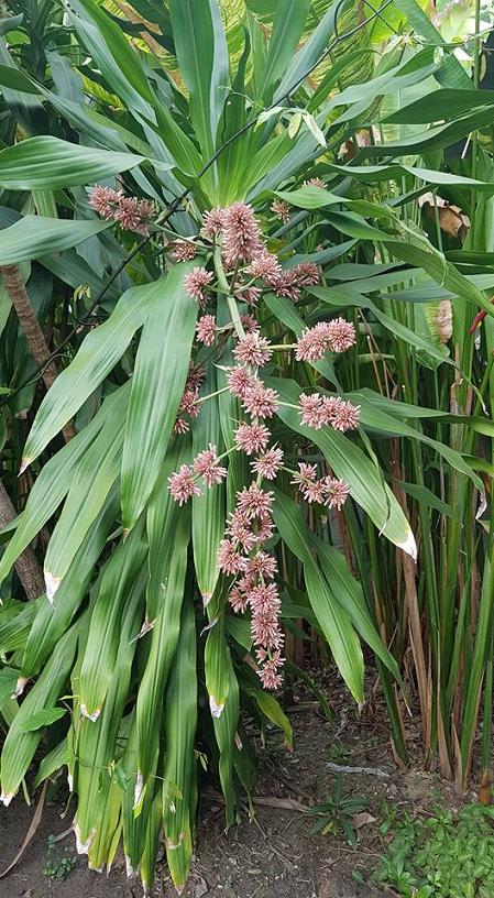 วาสนา Dracaena fragrans (L.) Ker-Gawl.<br/>Agavaceae