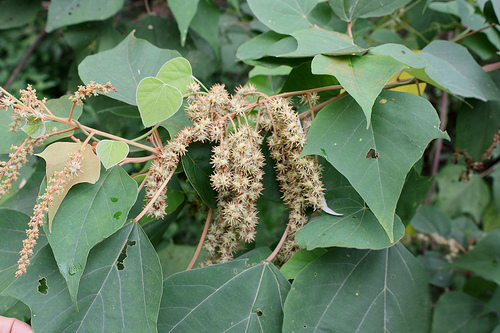 สอยดาว Mallotus paniculatus (Lam.) Mull.Arg. <br/>EUPHORBIACEAE