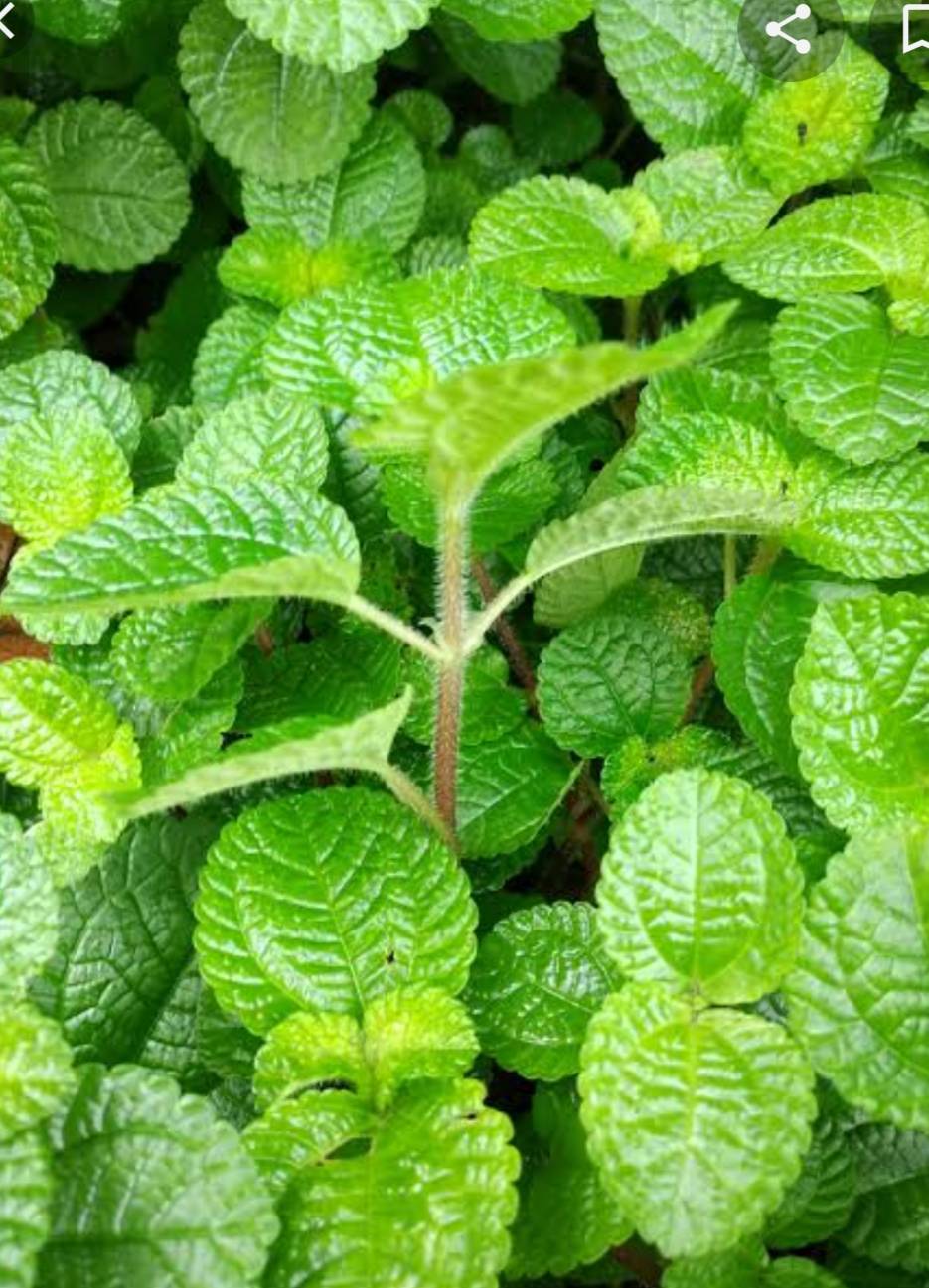 สะระแหน่ประดับ Pilea nummulariifolia (Sw,) Wedd.<br/>Urticaceae