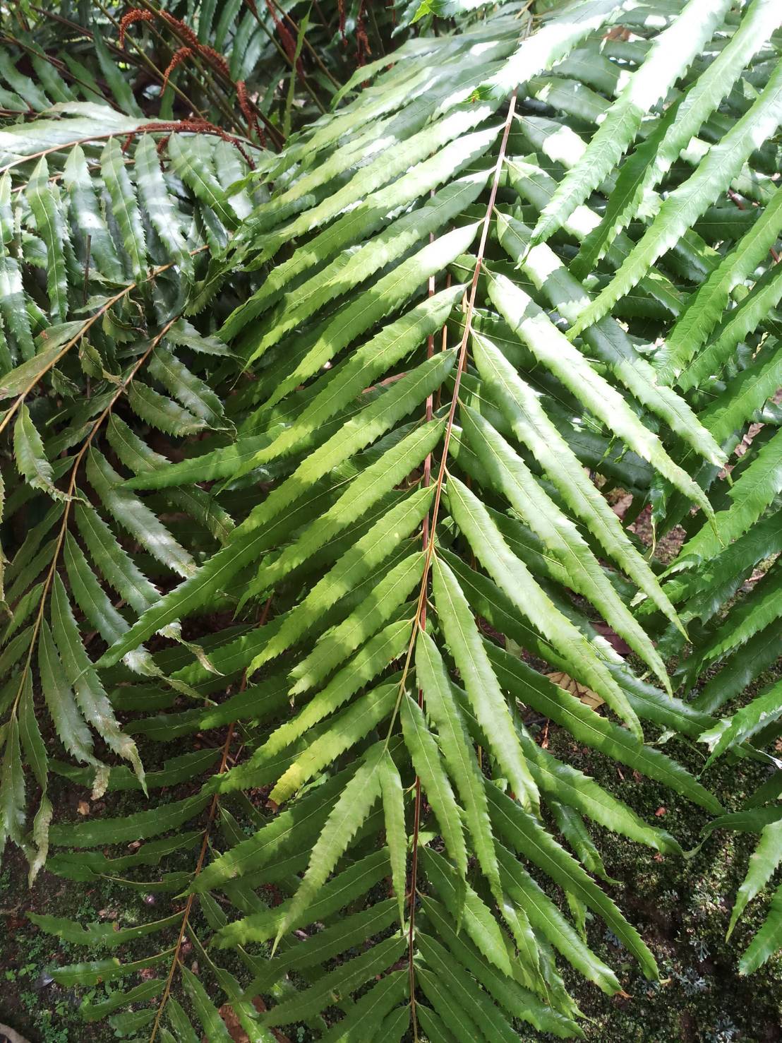 ออสมันดาไต้หวัน Osmunda banksiifolia (C.Presl) Kuhn<br/>OSMUNDACEAE