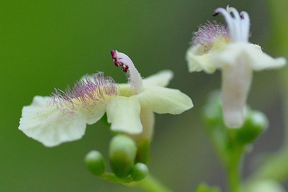 ไข่เน่า Vitex glabrata R. Br. <br/>LAMIACEAE