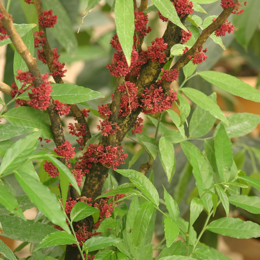 สะเลียมหอม Sauropus thorelii Beille<br/>EUPHORBIACEAE