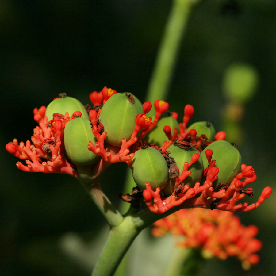 หนุมานนั่งแท่น Jatropha podagrica Hook<br/>EUPHORBIACEAE