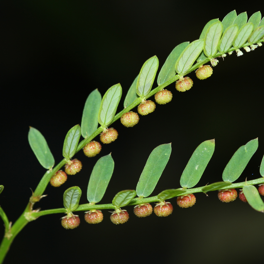 หญ้าใต้ใบ Phyllanthus urinaria L.<br/>EUPHORBIACEAE