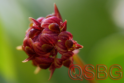หัวใจสิงโต Bulbophyllum xylophyllum Par. & Rchb.f.<br/>ORCHIDACEAE