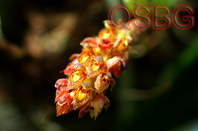 สิงโตรวงข้าวฟ่าง Bulbophyllum crassipes Hook.f.<br/>ORCHIDACEAE