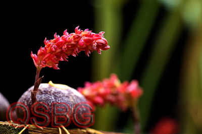 สิงโตตาแดง Bulbophyllum muscarirubrum Seidenf.<br/>ORCHIDACEAE