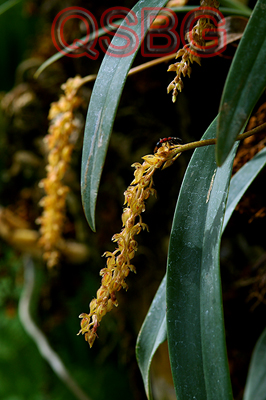 สิงโตรวงข้าวลาย Bulbophyllum sichyobulbon Par. & Rchb.f.<br/>ORCHIDACEAE