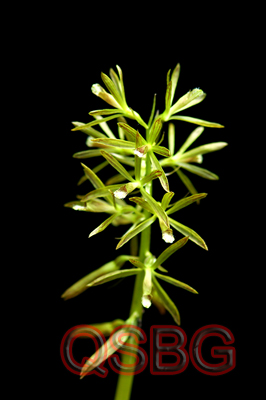 บัวสันโดษ Nervilia aragoana Gaud.<br/>ORCHIDACEAE