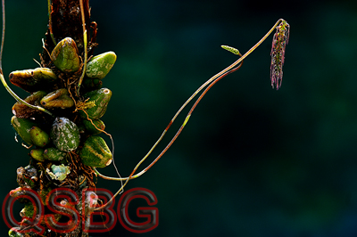 สิงโตขนตาแดง Bulbophyllum lemniscatoides Rolfe<br/>ORCHIDACEAE