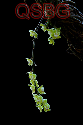 เอื้องพญาไร้ใบดอกเขียว Chiloschista viridiflava Seidenf.<br/>ORCHIDACEAE
