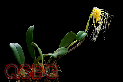 สิงโตหนวดยาว Bulbophyllum vaginatum (Lindl.) Rchb.f.<br/>ORCHIDACEAE