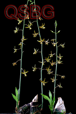 หมูกลิ้ง Eulophia andamanensis Rchb.f.<br/>ORCHIDACEAE