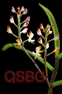 เอื้องต่อหัวแดง Micropera thailandica (Seidenf. & Smitinand) Garay<br/>ORCHIDACEAE
