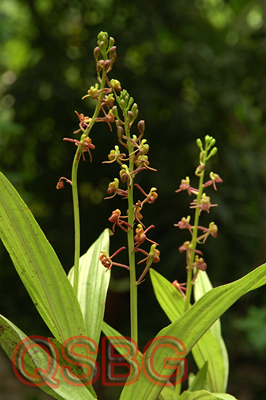 เอื้องกลีบม้วน Liparis odorata (Willd) Lindl.<br/>ORCHIDACEAE