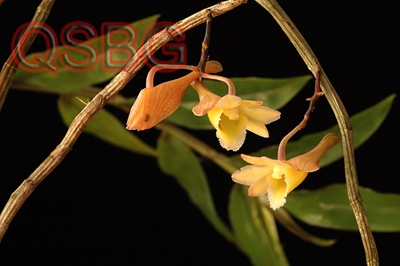 หวายลำปอง Dendrobium lampongense J.J.Sm.<br/>ORCHIDACEAE