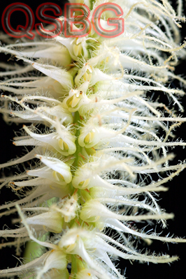 สิงโตขนตาขาว Bulbophyllum comosum Collett & Hemsl., J. Linn. <br/>ORCHIDACEAE